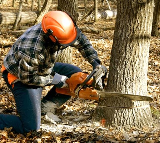 Tree Removal in Gladys, VA